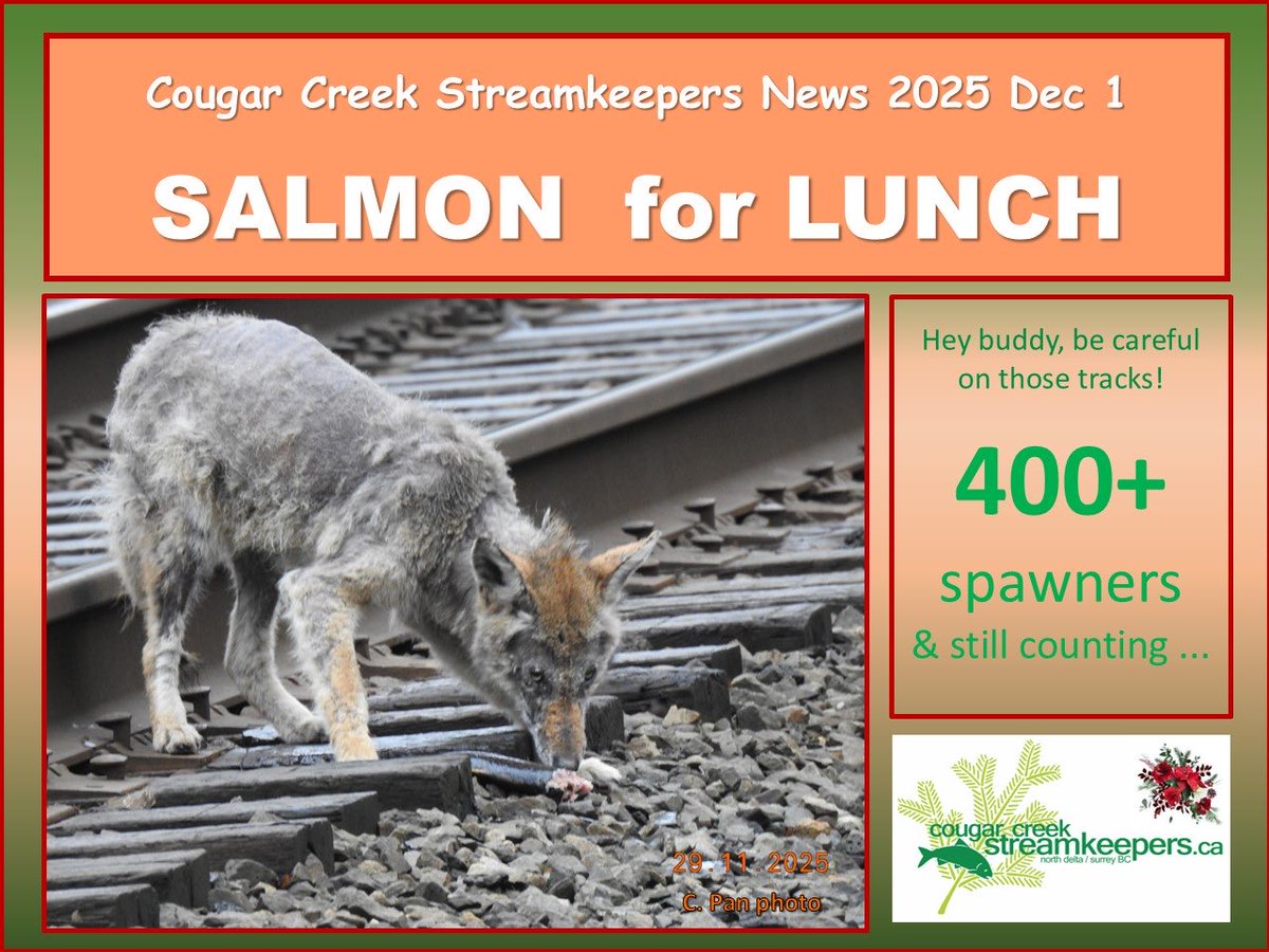Another great year for spawners. As we enter December we will see fewer but larger adults making their way in to Cougar Creek and it’s tributary Blake Creek. Fresh fish spotted today and with rain more tomorrow 🤞