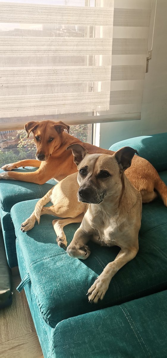 Bookreadin41938's tweet photo. ❤️❤️🐶 https://t.co/J3p5WjYbgc
