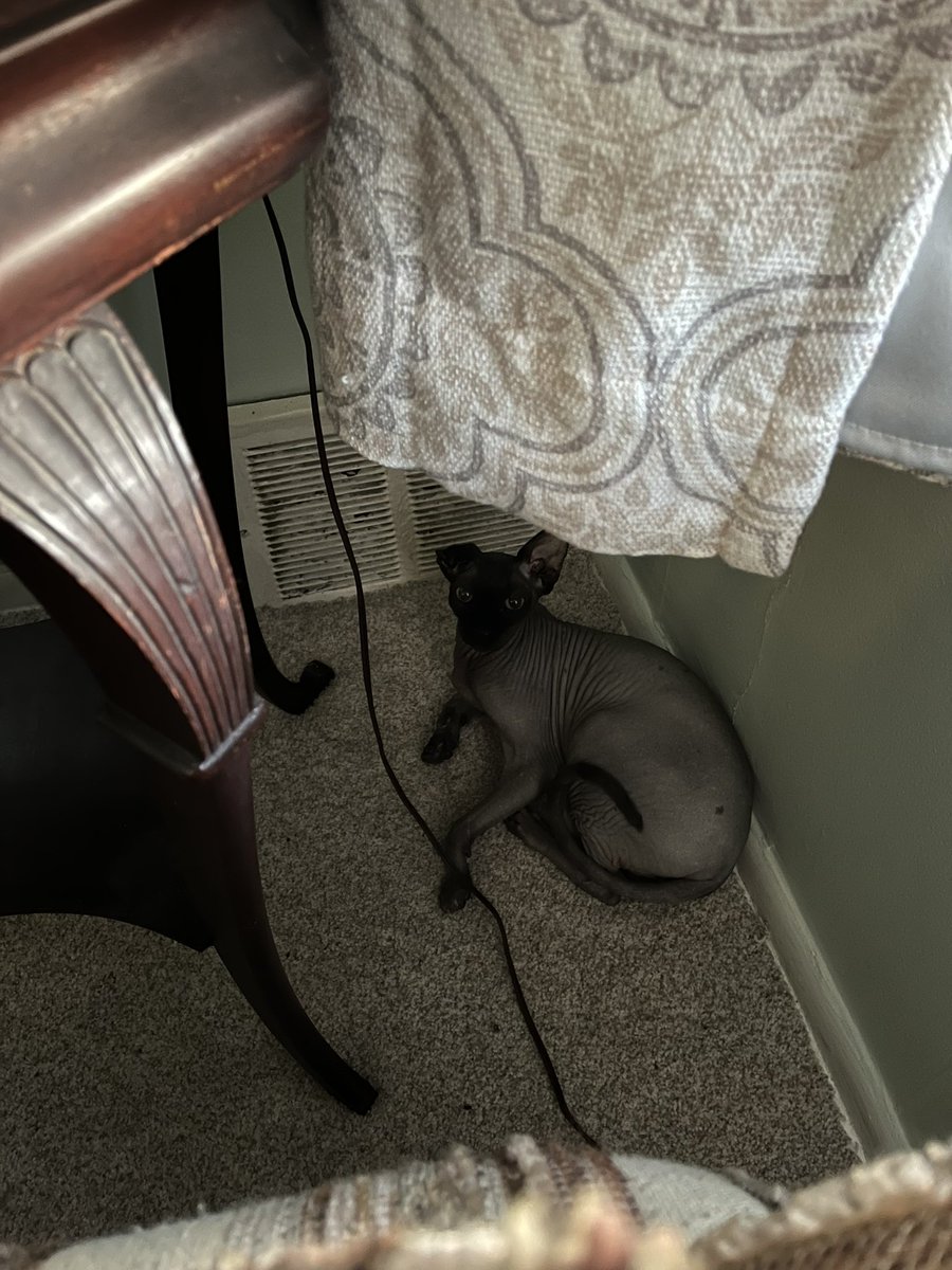sabatonfan69's tweet photo. Lump of flesh homunculus sitting in front of the vent absorbing all of its heat, costing my family thousands of coins weekly https://t.co/1O09pUbvz4