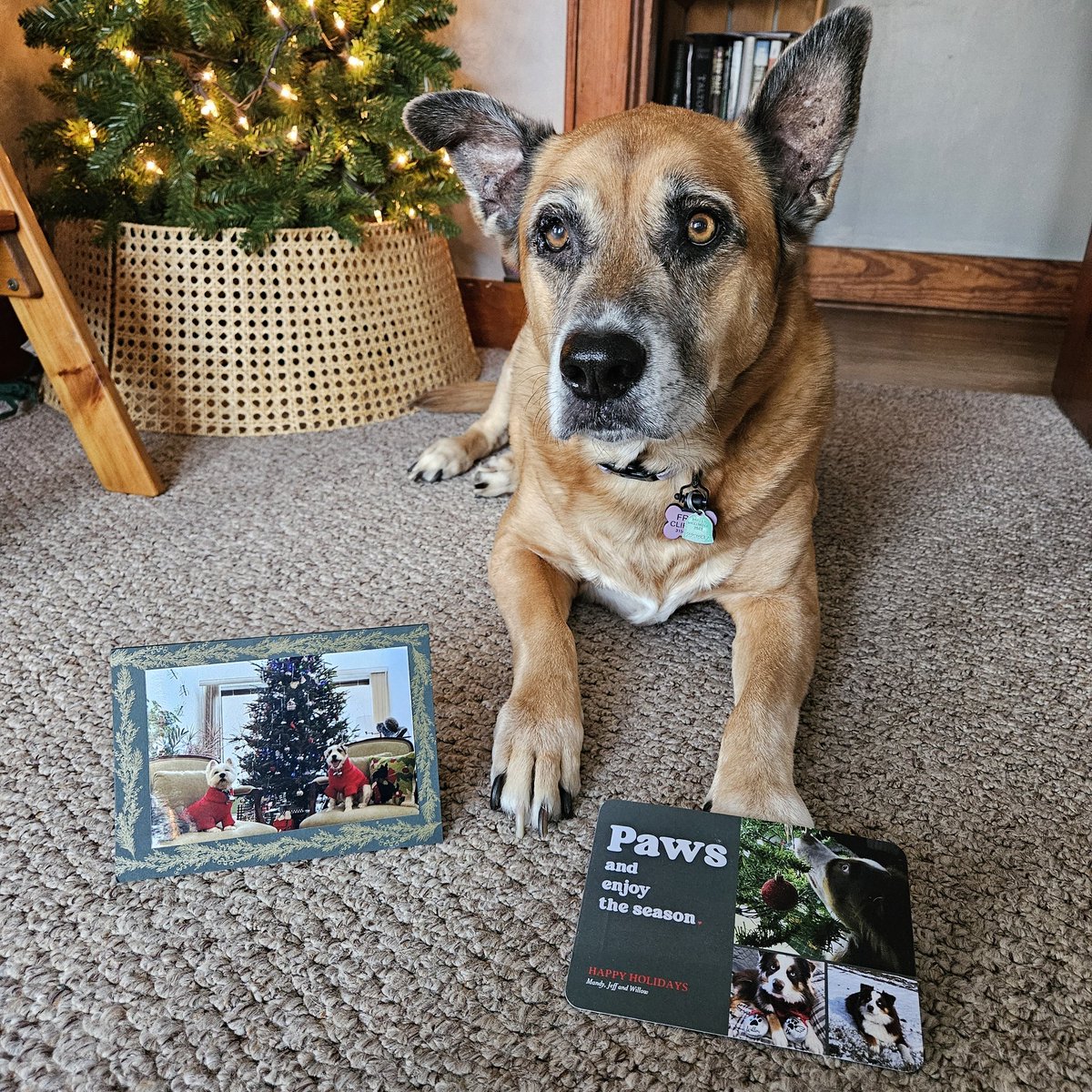 FreyasMuttHut's tweet image. A very big thank you to Willow and mom @albers75 and Jimmy and Dodger @Dog333 for the beautiful Chrismassy cards that came today in my #pupmail 📬 you warmed my heart ❤️ I lubs you all 🎄❤️