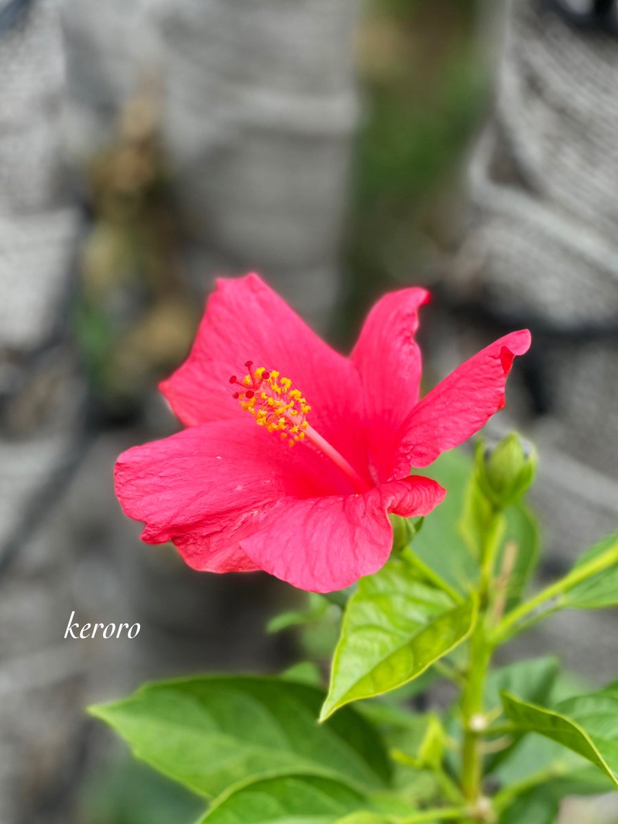 おはようございます😊

12月2日     火曜日    ☀️

いつもありがとう
　　　　ございます🙏

今日も宜しく
　　　お願いします🙇

穏やかな良い一日に
         なりますように🍀