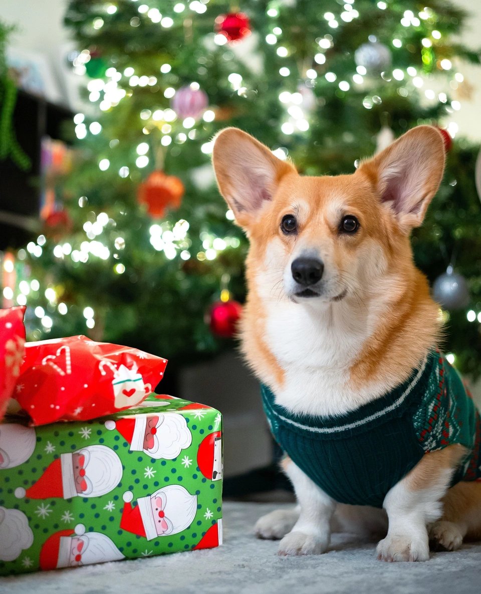 ModernDogMag's tweet photo. We are paw-sitively excited for Dog-mas! 🐶❤️🎄
📸: Betty and her human, Tom!
#moderndog #moderndogmagazine #dog #dogs #cute #woof #doglovers #dogloversclub #doglife #dogoftheday #pets #dogsofx #christmas #dogmas #xmas #holidays #christmaseve #corgi https://t.co/unsPDE4MUO