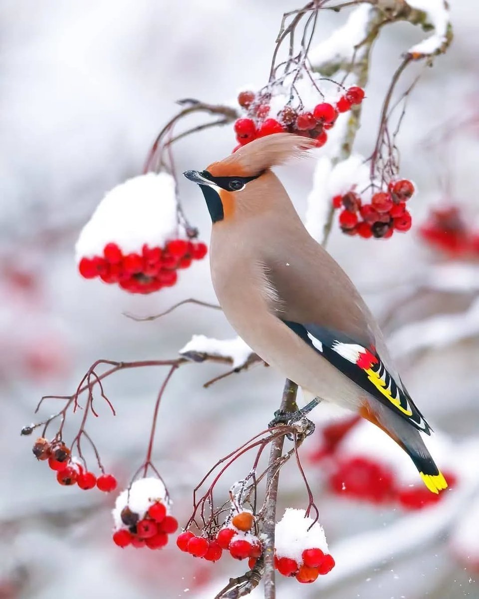 Bohemian waxwing

📸: @jukkarisikko 🇫🇮©️
instagram.com/jukkarisikko/

#WINTER #Finland