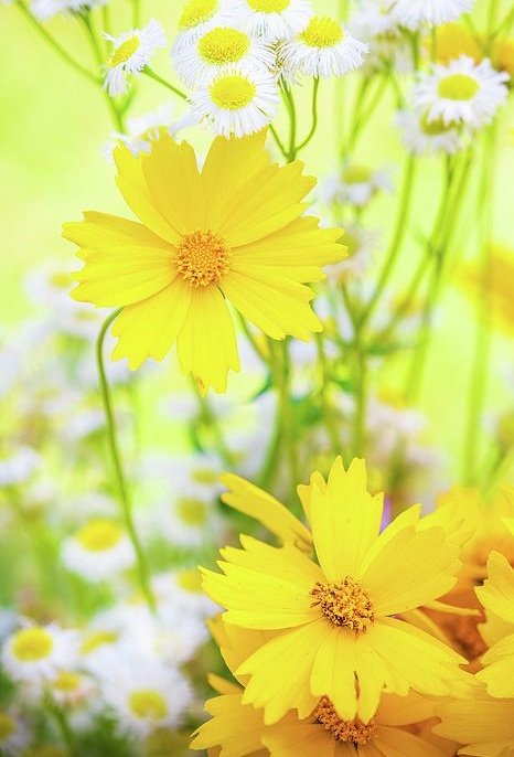 おはようございます☕🌿
𓂃𓈒

どうせ無理…なんて思うのは
あとからでいい

何事も先ずはやってみないと
わかりません

根拠のない自信を持って
背筋を伸ばして
口角をあげて

年齢を重ねて変化していく自分が
きっと素敵でいられるよう
笑っていこうよ

𓂃𓈒
(^^)ｺｺﾛ💕

皆様💐素敵な１日を🍀🕊️