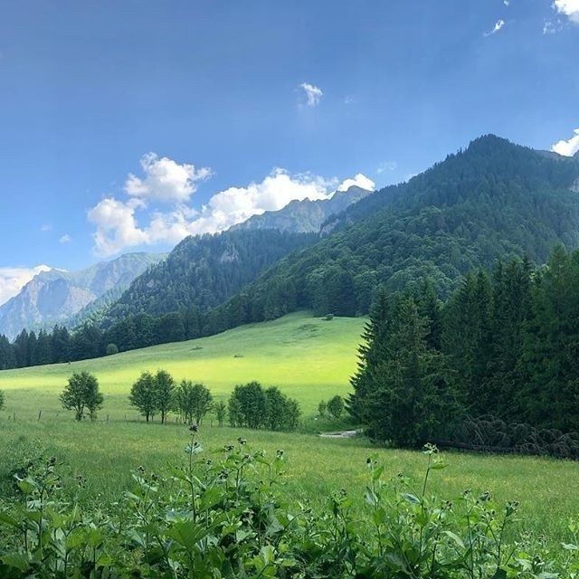 greendreaams's tweet image. 