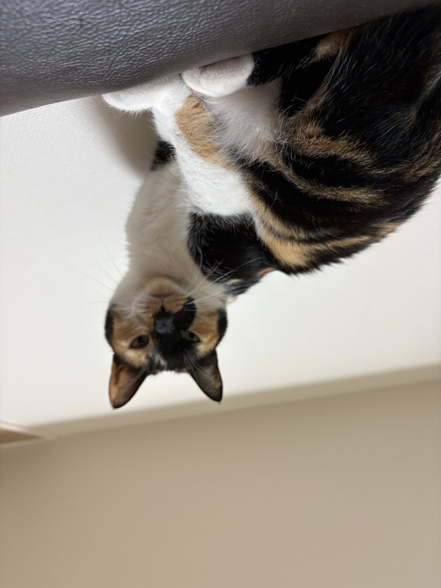 さとるん (@satorun_h) / Posts / X