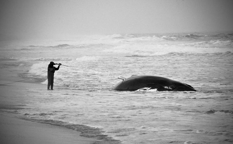 Stranded No More tweet media