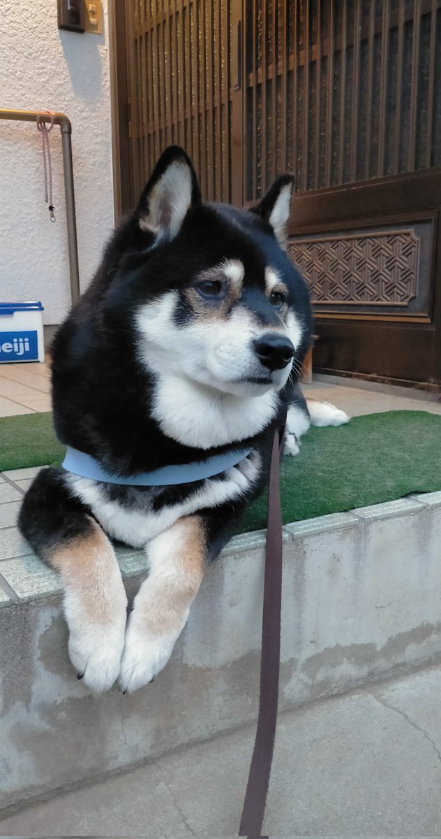 まめたろう様　ベッド 火曜日はやる気でないよねえ