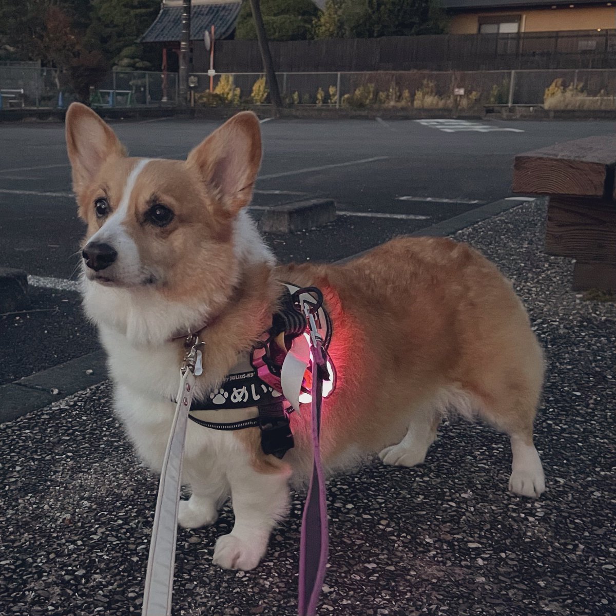 fuuuucancan's tweet image. おはようワン🐶

おさんぽ行ってきたワン🐾🐾

#コーギー
#corgi