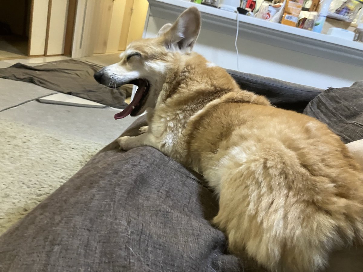 こたパパ こたパパ@全国100年老舗節約グルメ旅人 (@shinisetabi) / Posts / X