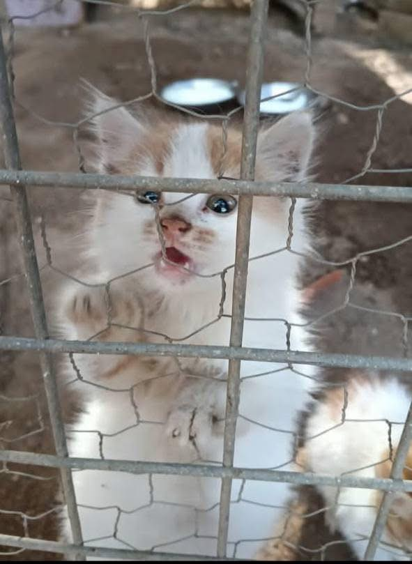 "2 AYLIK SARMAN KARDEŞLER BARINAKTALAR 
LÜTFEN ÖMÜRLÜK ACİL YUVALARI OLSUN..
İLETİŞİM : 05055626748
ANTALYA  facebook.com/photo?fbid=102…