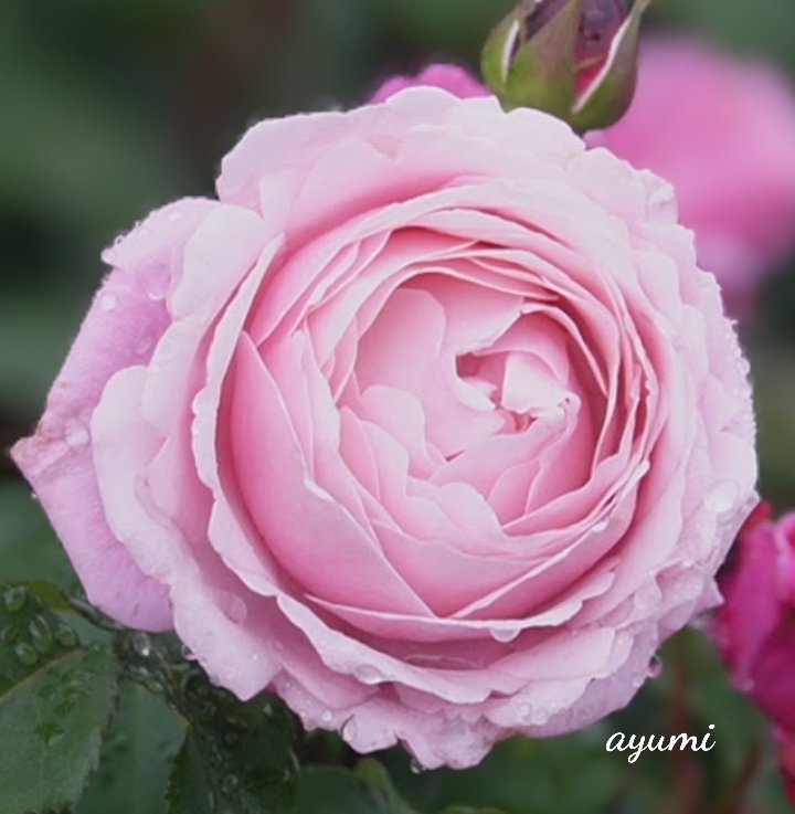 ٩(｡•ω•｡)وｵﾊﾖｳｺﾞｻﾞｲﾏｽ🥱⏰☀️

今日は公休日
お出かけしようかな(｡･ω･)ﾉ

皆さま今日も素敵な一日を🤗
ꕤ🍀︎ꕤ🍀︎ꕤ🍀︎ꕤ🍀︎ꕤ🍀︎ꕤ