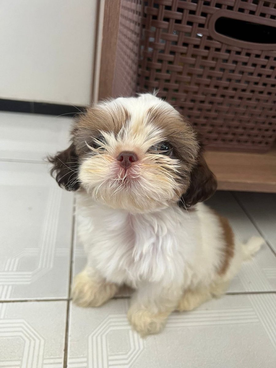 4bertojr's tweet image. Minha mãe nunca disse “te amo” pra mim e falou pro amendoim (faz 8 dias que ele chegou em casa)