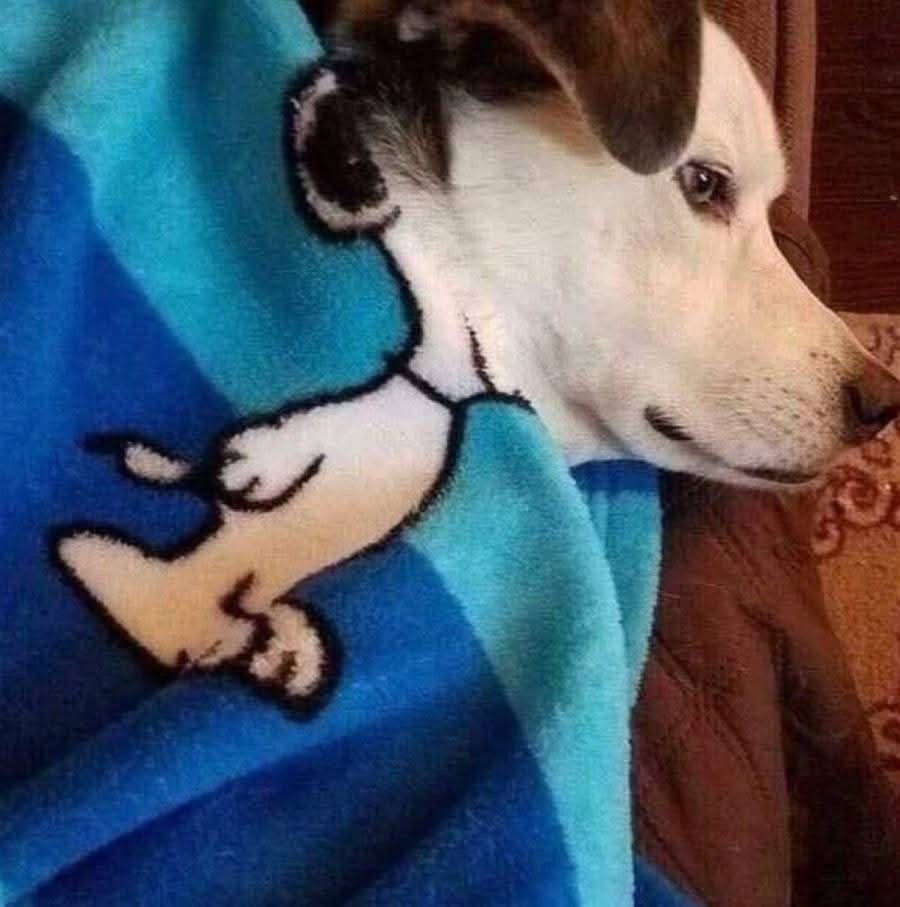 twaniimals's tweet image. 