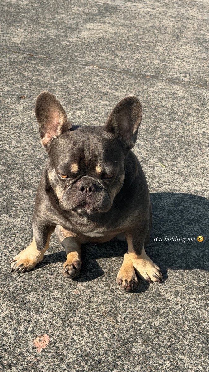 melymel's tweet image. I have the cutest dog to ever be born