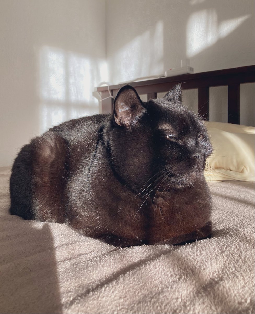 黒猫ミント様 piennekomint ミントちゃん、お口元がふっくりして、とってもかわいい