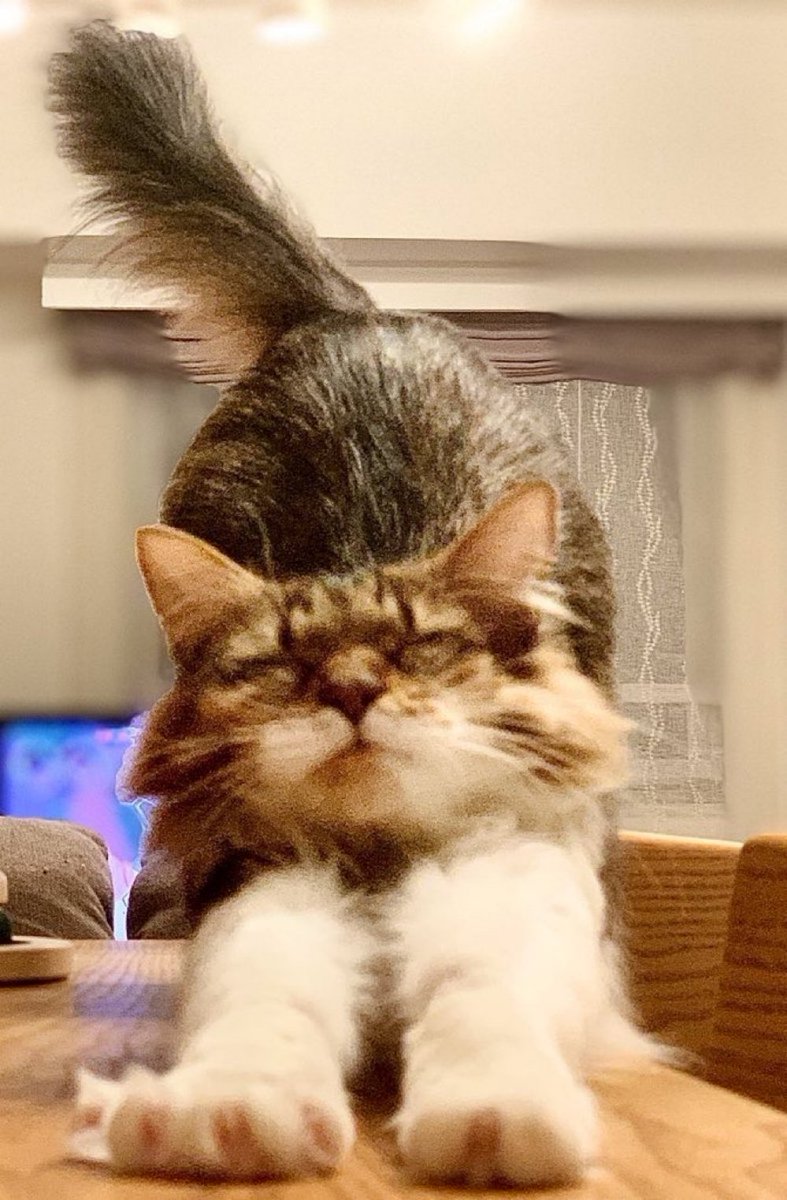 ココ＠長毛のキジトラ (@coconeko0320) / Posts / X