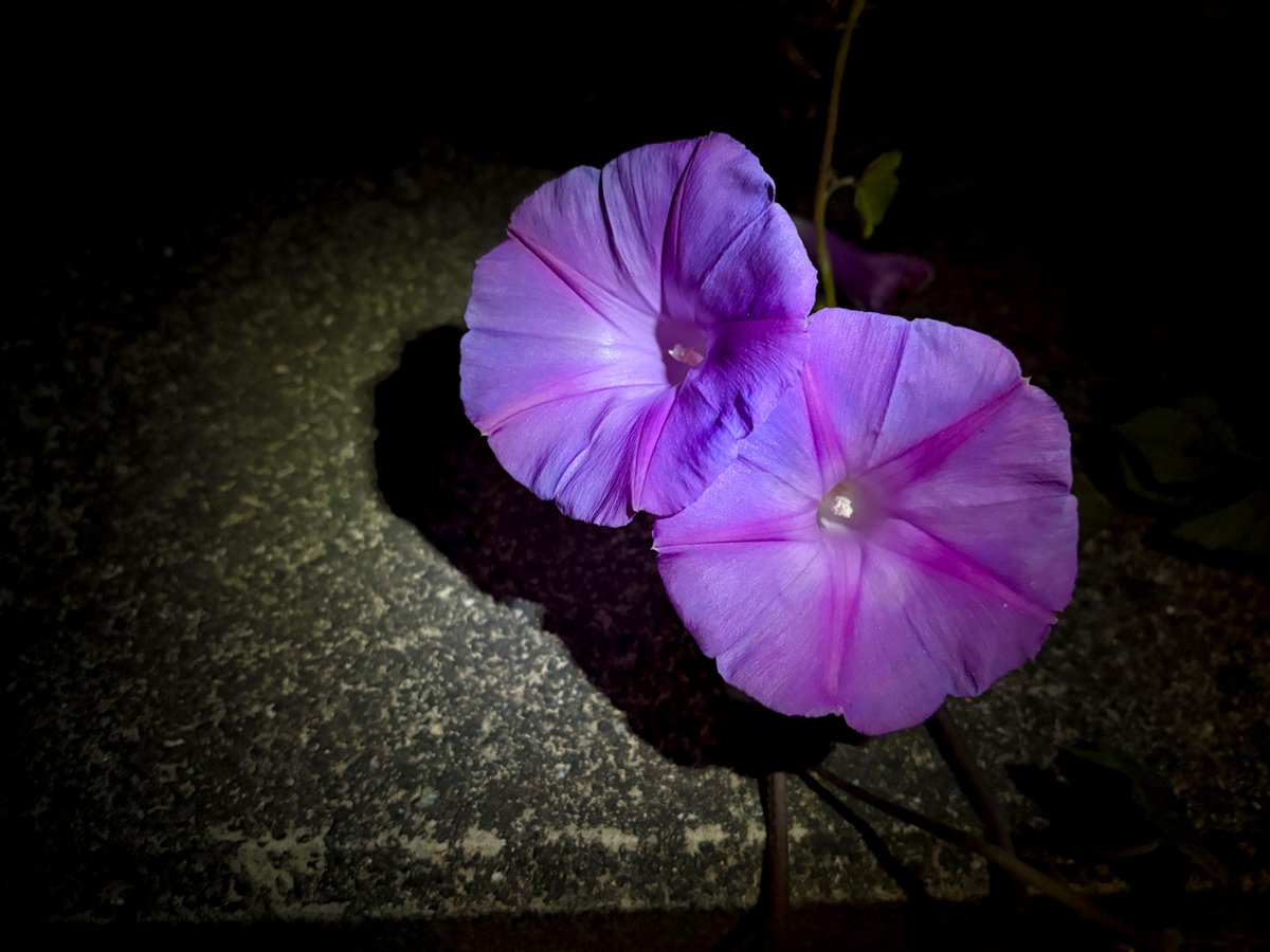 熊本市は曇りのち晴れ
昨夜は霧も出てました (´･∀･｀)

元気な菊とツワブキと
12月の朝顔
季節の変わり目？遅れ目？

明日からは
冬の冷たさ襲来とか🙄
皆様も
色々に御用心下さい😷

#ファインダー越しの私の世界 #写真好きな人と繋がりたい 
#TLを花でいっぱいにしょう