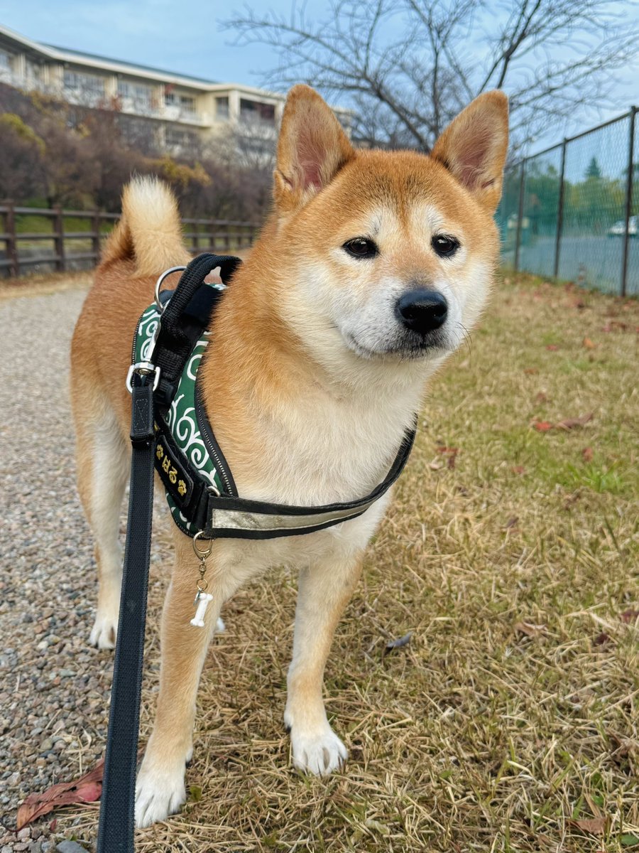 とんすけ (@tonsuke85) / Posts / X