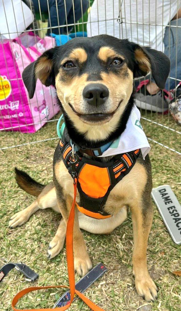 LA SONRISA DE ZULLY
No logró ser adoptada ayer, pero le sirvió para socializar, dejarse ver, dejarse mimar. Ella sigue sonriendo, con la mirada puesta al frente, para olvidar su pasado de abandono y malquerer. Zully, medianita, 2 años, amor incondicional. WSP al 940525996