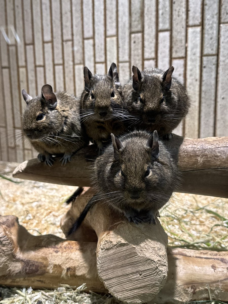 おはようございます

2025.11.
＃デグー　＃小獣館
＃上野動物園