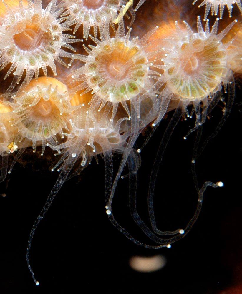 FGBNMS's tweet image. Today is Day 1 of #CoralsWeek!

What is a coral?
- Phylum Cnidaria with sea anemones and sea jellies
- Made up of many small polyps,  that have soft,
tubular bodies with a ring of tentacles surrounding a
mouth at the top

oceanservice.noaa.gov/education/tuto…