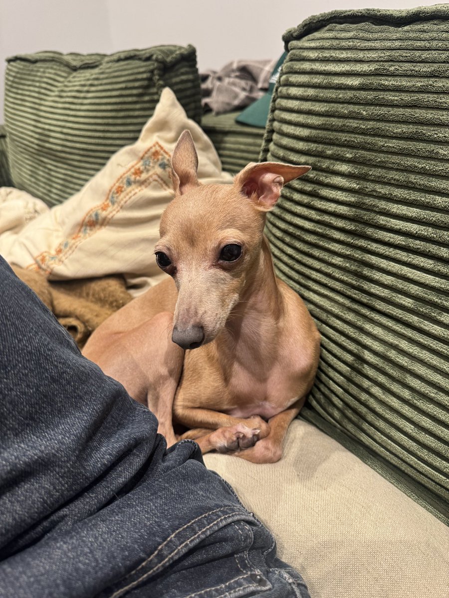 es tan homosexual este perro. es lo más gay que he visto jamás