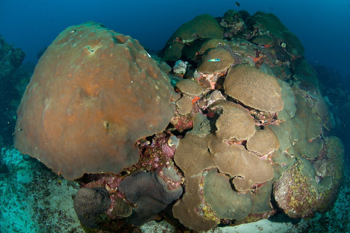 FGBNMS's tweet image. Today is Day 1 of #CoralsWeek!

What is a coral?
- Phylum Cnidaria with sea anemones and sea jellies
- Made up of many small polyps,  that have soft,
tubular bodies with a ring of tentacles surrounding a
mouth at the top

oceanservice.noaa.gov/education/tuto…