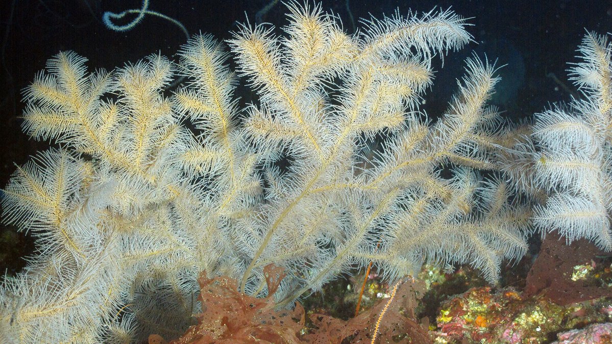 FGBNMS's tweet image. Today is Day 1 of #CoralsWeek!

What is a coral?
- Phylum Cnidaria with sea anemones and sea jellies
- Made up of many small polyps,  that have soft,
tubular bodies with a ring of tentacles surrounding a
mouth at the top

oceanservice.noaa.gov/education/tuto…