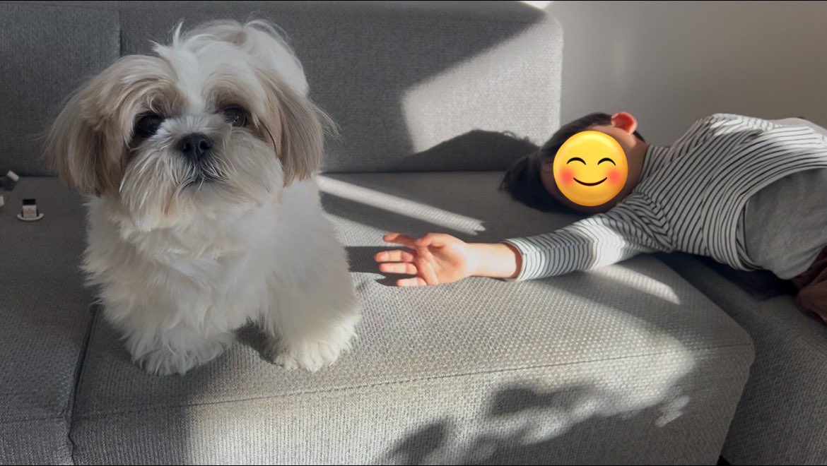 シーズーはに丸🐶💕 (@hanimaru0515) / Posts / X