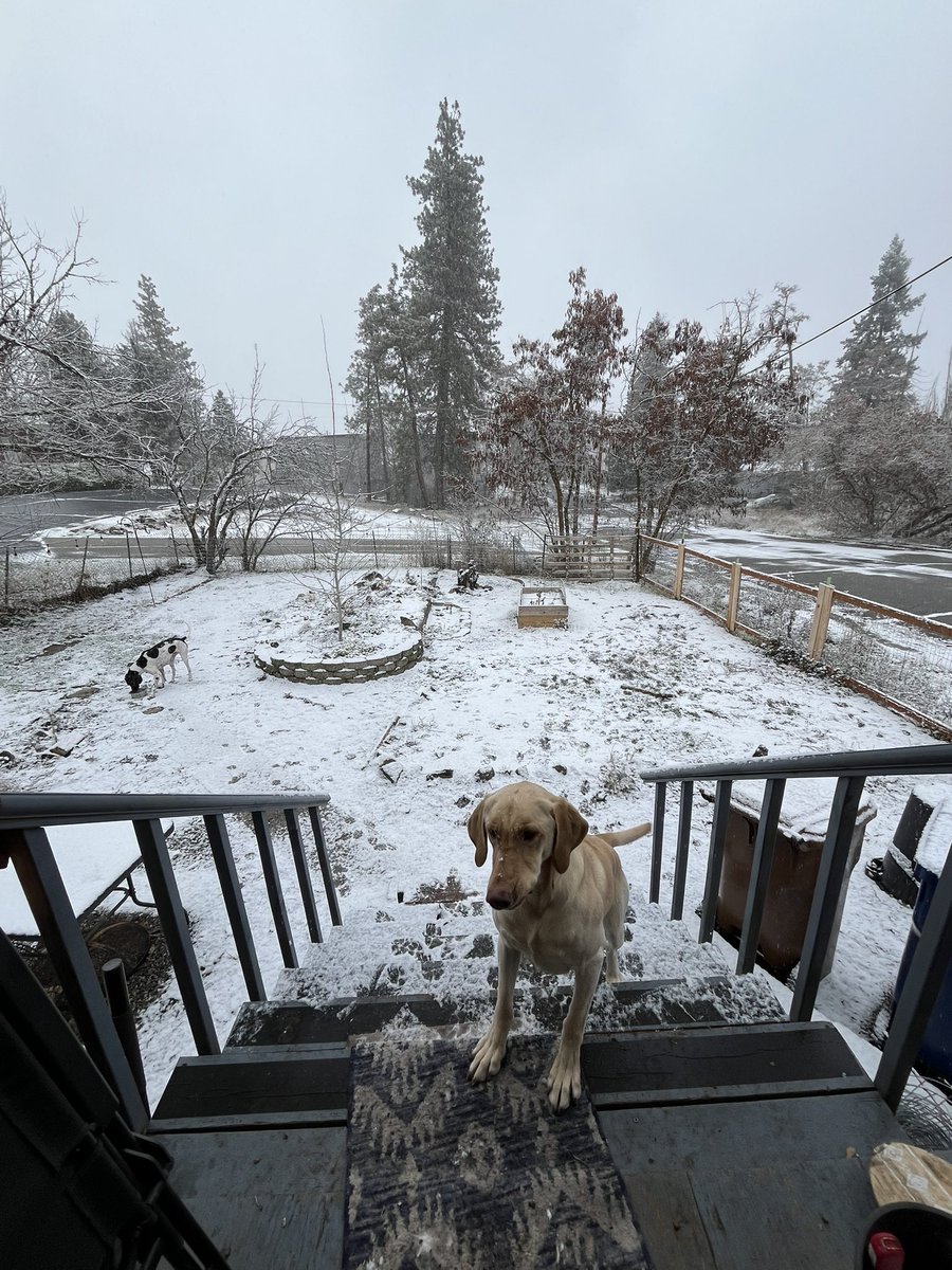 mattgraykxly's tweet image. Happy dogs #snow #spokane