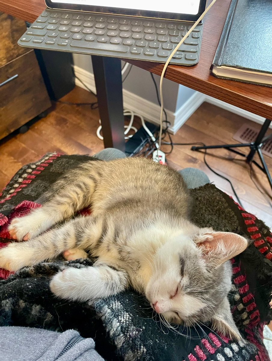 On behalf of myself, the Catbinet, and all Catnadians, we concatulate and welcome Braey as the newest Member of Purrliament! 😺🇨🇦