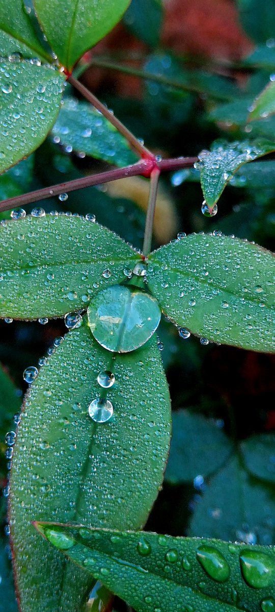 💧雨上がり💧
#雫