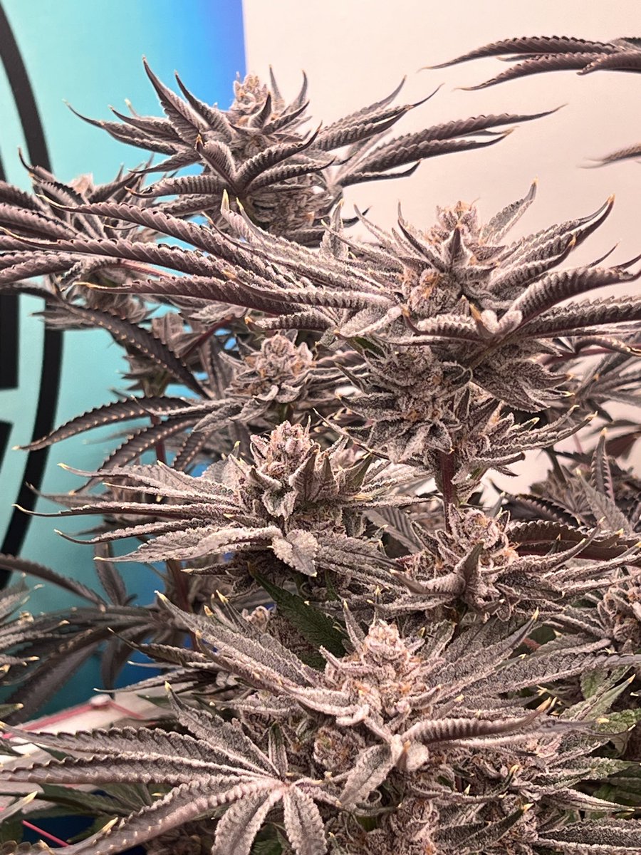 ThatHydroCouple's tweet image. Blueberry Pancakes by @HumboldtSeedCo day 65 🪓 day. DWC.  #CannabisCommunity #Hydroponics #DWC #ThatHydroCouple