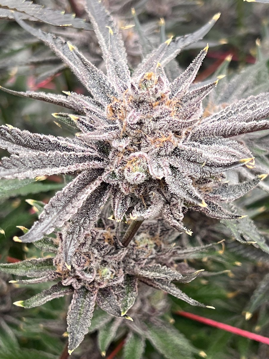 ThatHydroCouple's tweet image. Blueberry Pancakes by @HumboldtSeedCo day 65 🪓 day. DWC.  #CannabisCommunity #Hydroponics #DWC #ThatHydroCouple