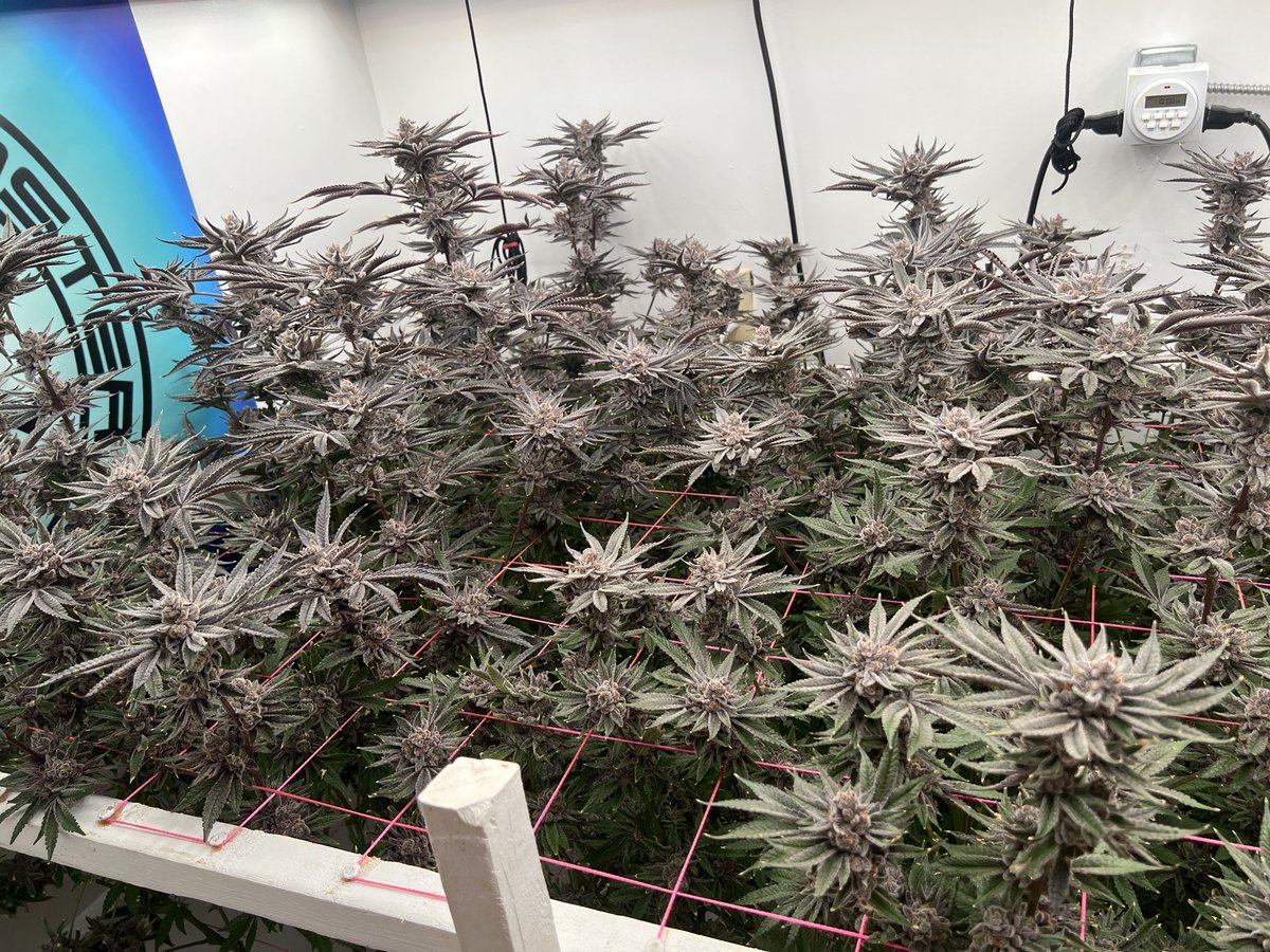 ThatHydroCouple's tweet image. Blueberry Pancakes by @HumboldtSeedCo day 65 🪓 day. DWC.  #CannabisCommunity #Hydroponics #DWC #ThatHydroCouple