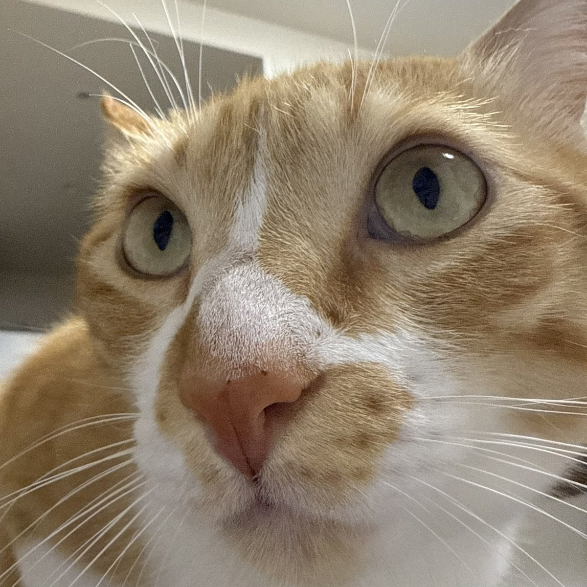 luna様のページ他の方はご購入しないでください 🐈 また会社行くん？ ホンマに？ 絶対？ やめとけって。 . 🧸 圧がすごい。