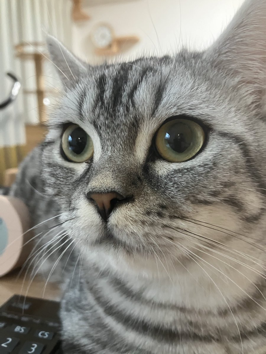 MarutoMoru102's tweet photo. おはよー🐱
今日も食事を見守ってくれました😺
#猫　#猫のいる生活 https://t.co/SWLfkp5DDS