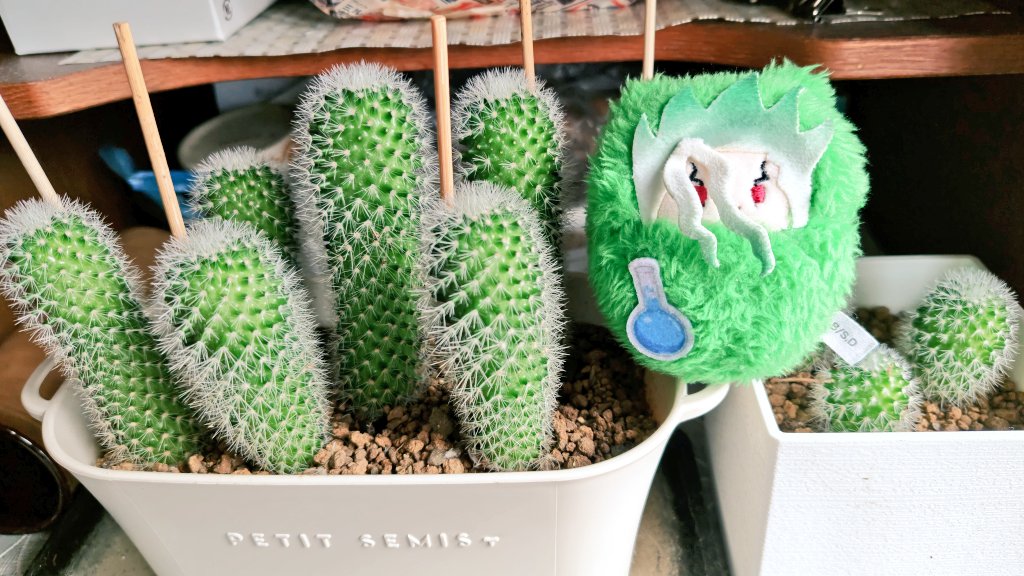 サボテンページ おはよう！Goodmorning🌵 これは6月に植え替えしたサボテン🌵なん