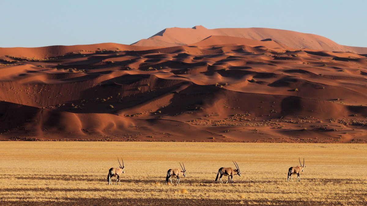 Windhoekcity's tweet image. The most beautiful country on earth. 🇳🇦
​We showcase the best photography from across Namibia.
​Want to be featured?
​Post your best shot.
​Tag @[YourHandle].
​Tell us where it was taken.
​Let’s show the world what we have. 🐆