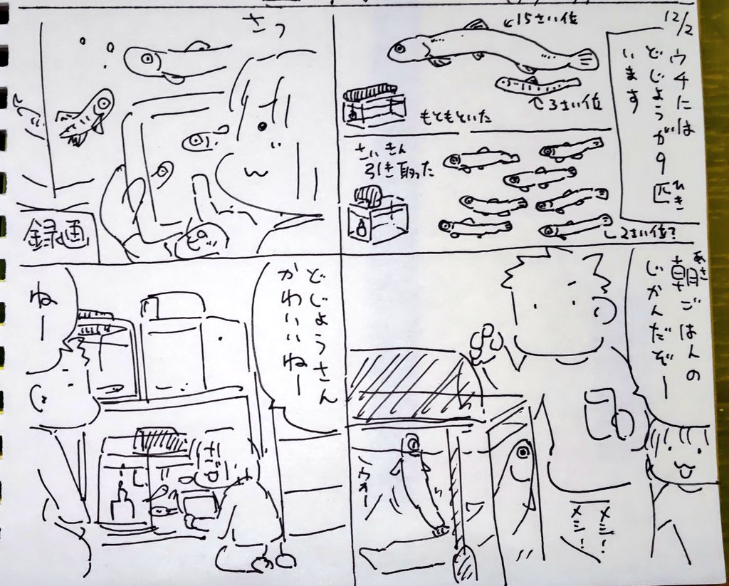 #本日のむすめさん
うちのどじょうたちを結構気に入ってるむすめさんでした。
朝に人の姿が見えるとご飯をくれとウネウネしてるのが楽しいようですね。 