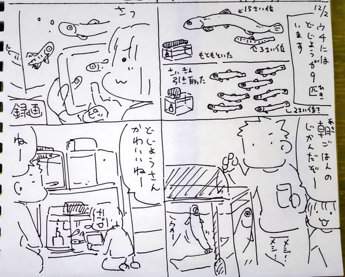 #本日のむすめさん
うちのどじょうたちを結構気に入ってるむすめさんでした。
朝に人の姿が見えるとご飯をくれとウネウネしてるのが楽しいようですね。 