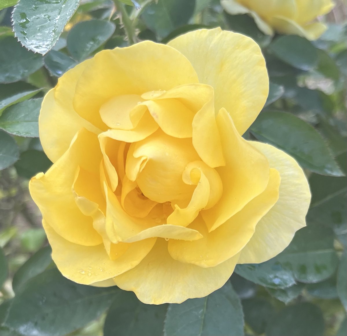 12月2日(火)
奴隷制度廃止国際デー
ビフィズス菌の日
おはようございます♪
よい一日をお過ごしください🤗

🌹伊豆の踊り子
     作出国  フランス / 2001年