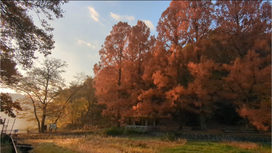 朝日に照らされた美しい秋の景色はより一層美しい。おかげさまで朝ラン調子良く続いてます!