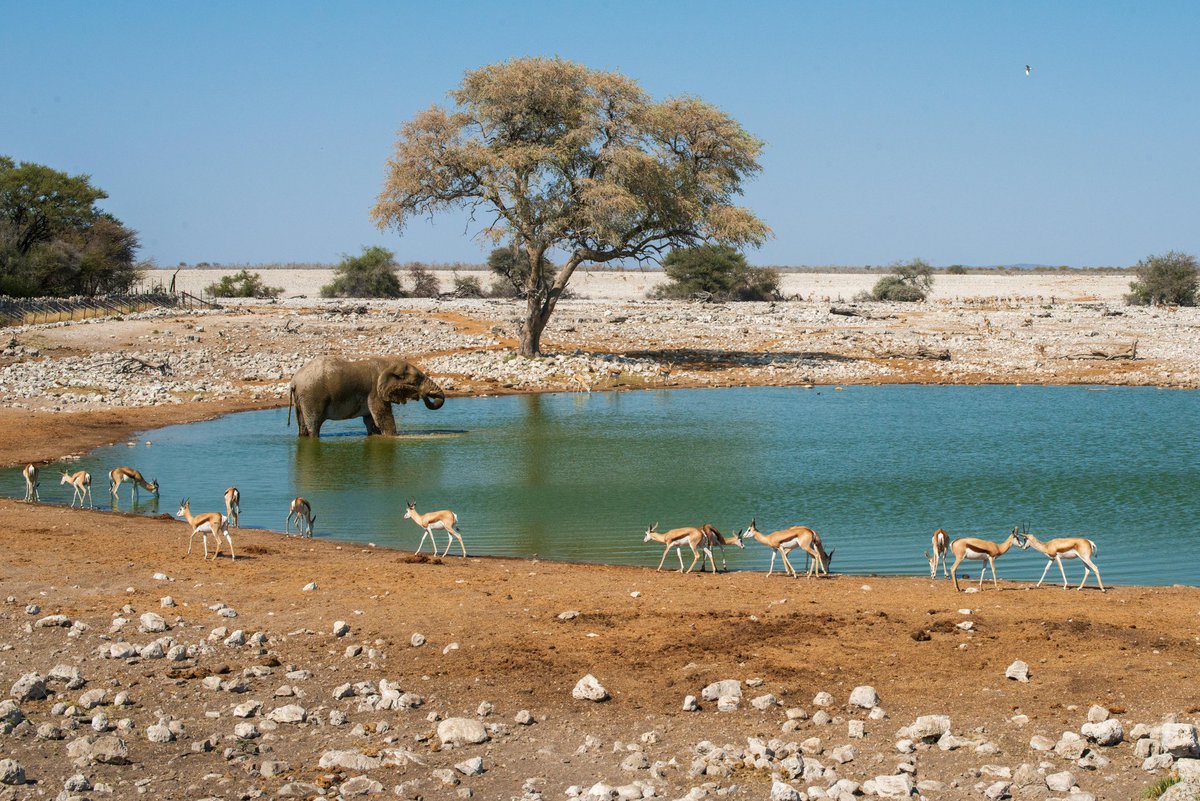 Windhoekcity's tweet image. 📍Etosha National Park, Namibia