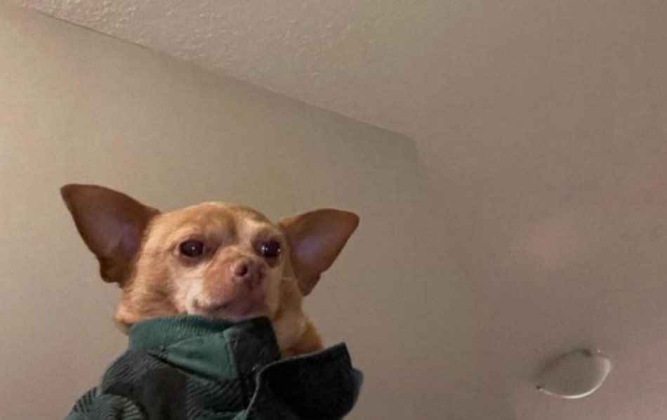 perkmaybe's tweet image. You want to grow but you don’t have my post notifications on. 

Follow people in the comments 🔥