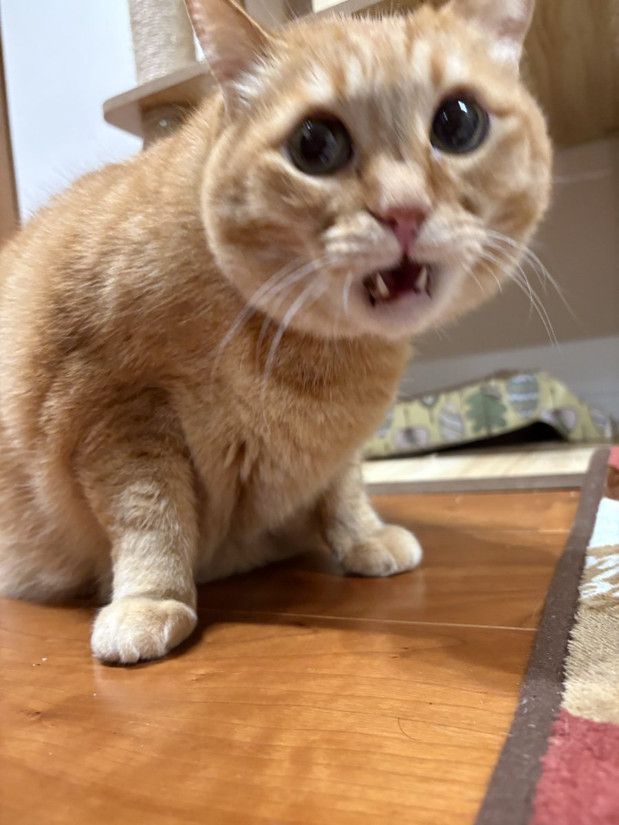 すずつむふう【我が家の可愛い猫's】 (@kagisuzu0531) / Posts / X