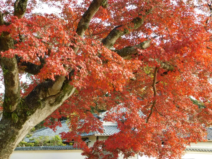 紅葉も流石に終わってきましたが、今日も紅葉狩りに出かけたいと思ってます。健康に留意して人生を100%楽しんでます。