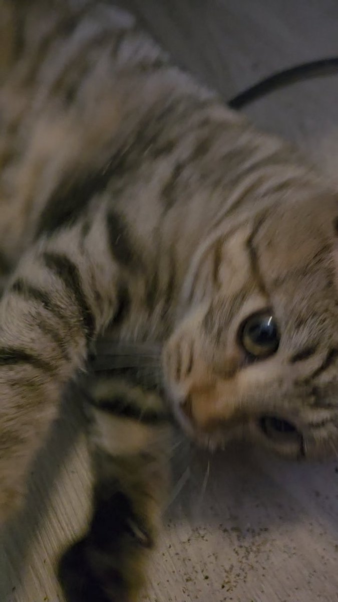 Binxsbasement's tweet image. Binx enjoys catnip to say the least!

#Cat #Catnip #KITTY #playingcat #KittyTwitter #kittycat