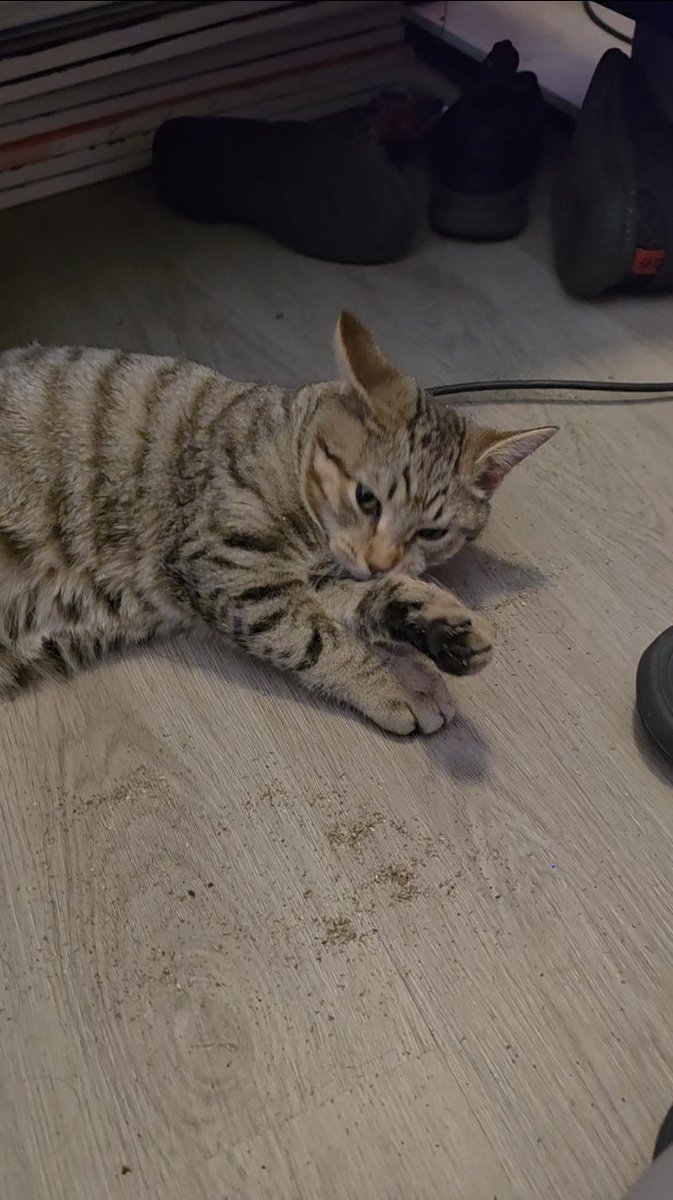 Binxsbasement's tweet image. Binx enjoys catnip to say the least!

#Cat #Catnip #KITTY #playingcat #KittyTwitter #kittycat